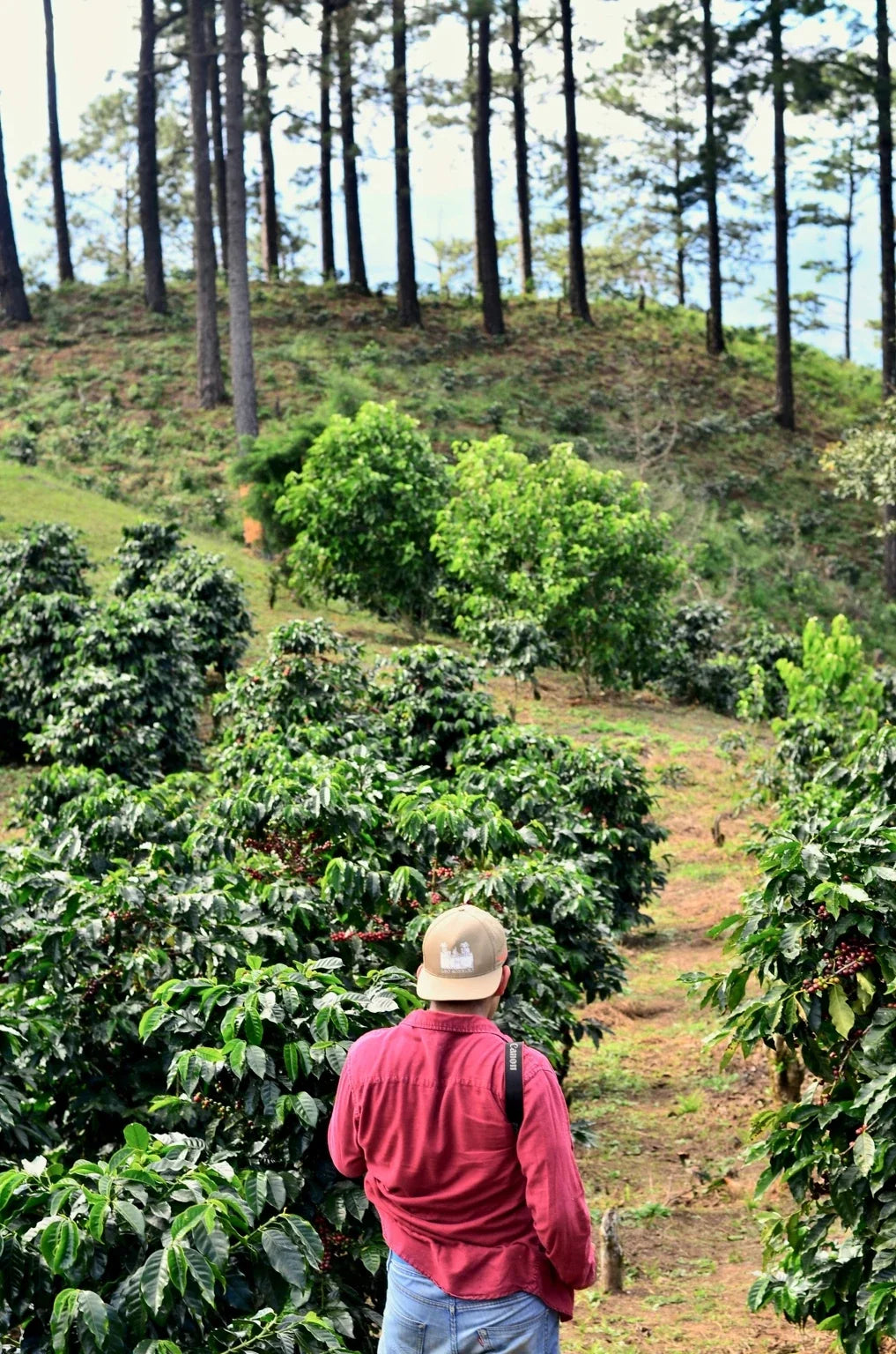 A farmer walking a path between coffee plants on a hillside