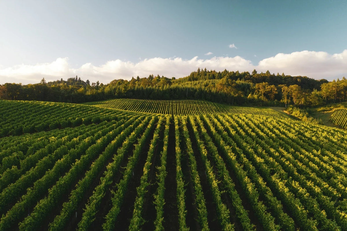 Long rows of a coffee plantation under a wide sky