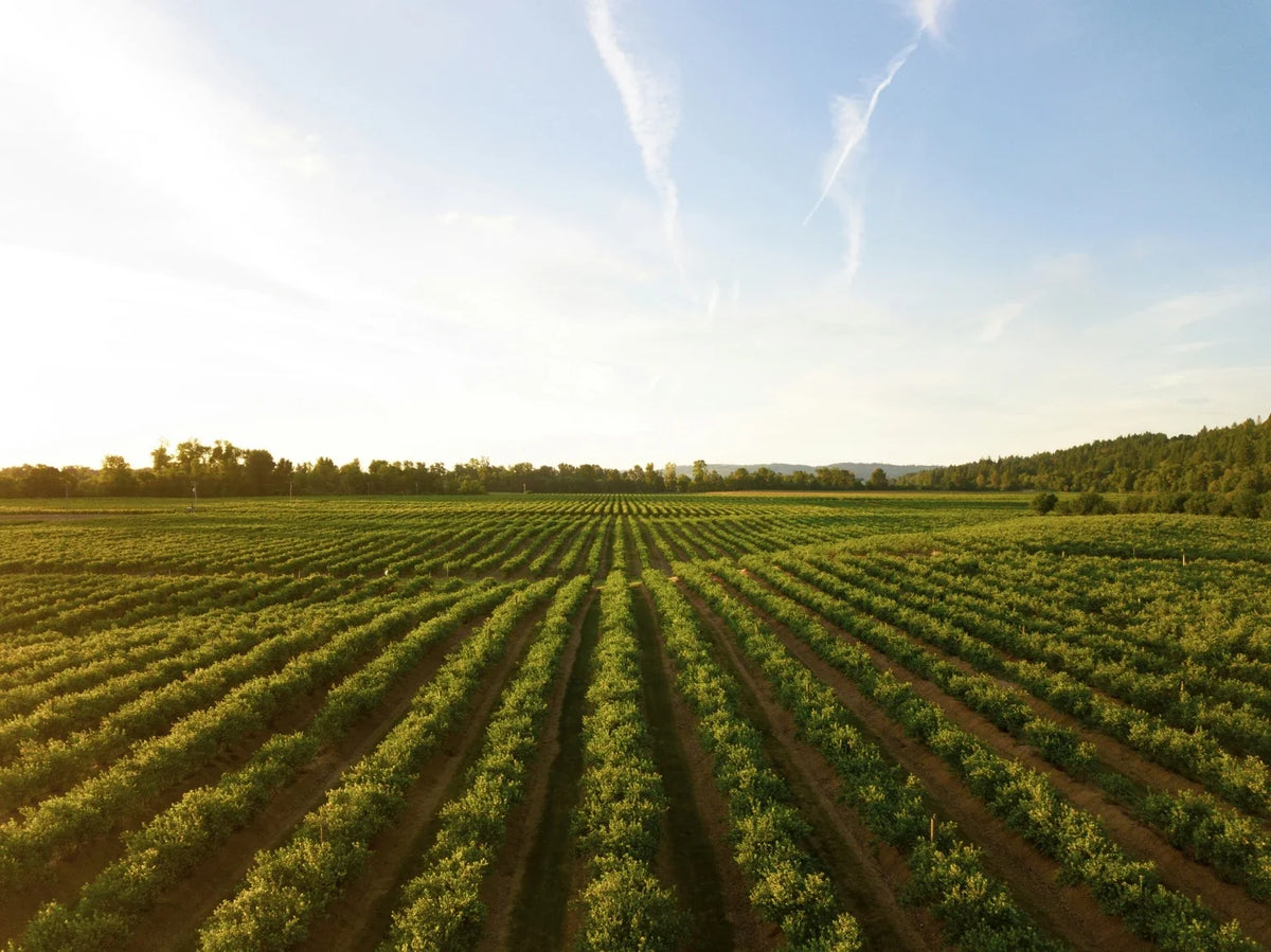 Rows of coffee trees in evening light