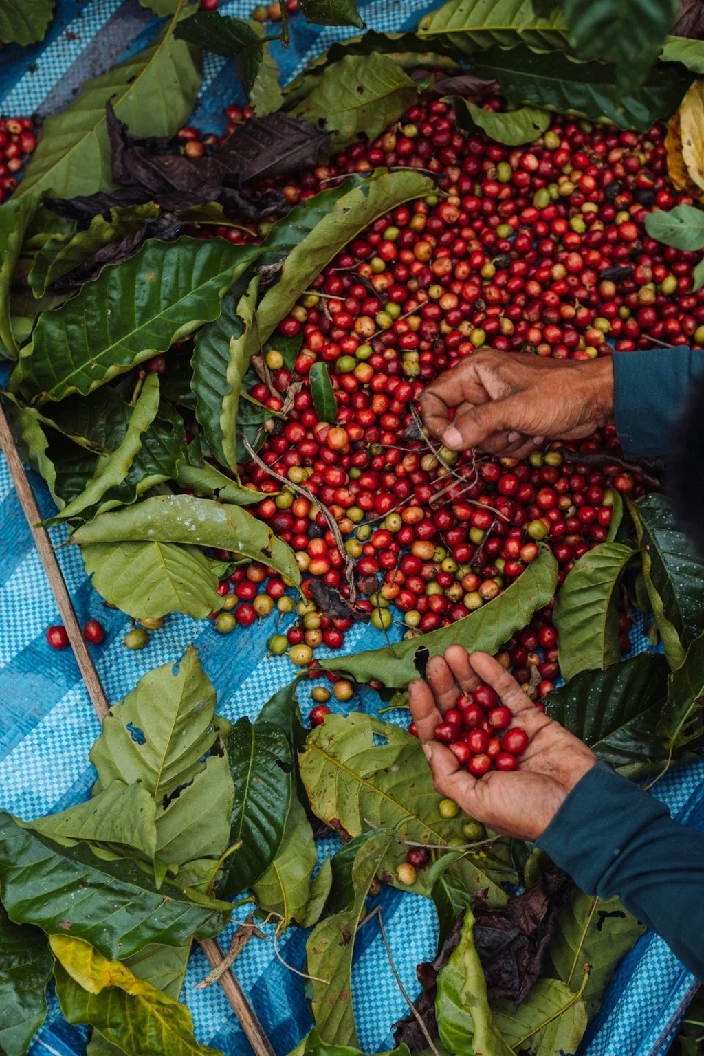 Hands sorting ripe red coffee cherries on a tarp