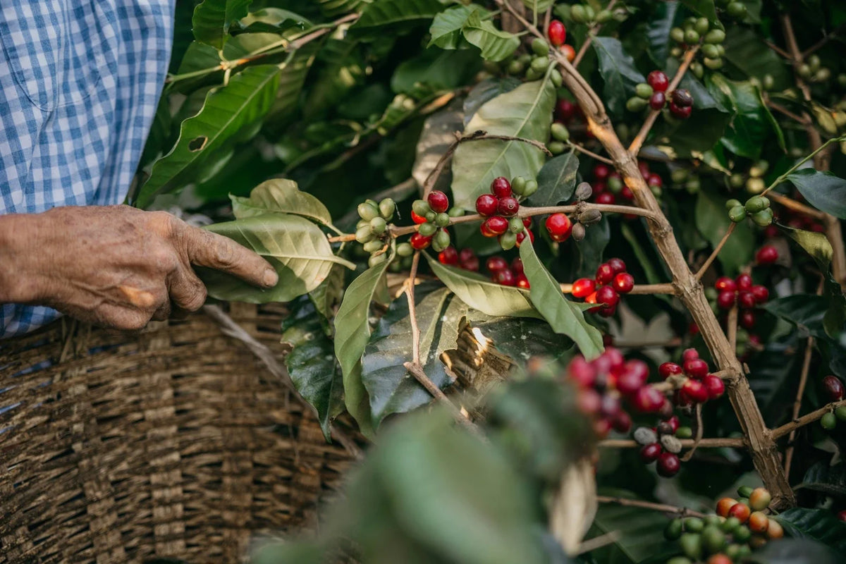 A hand picking ripe coffee cherries into a basket