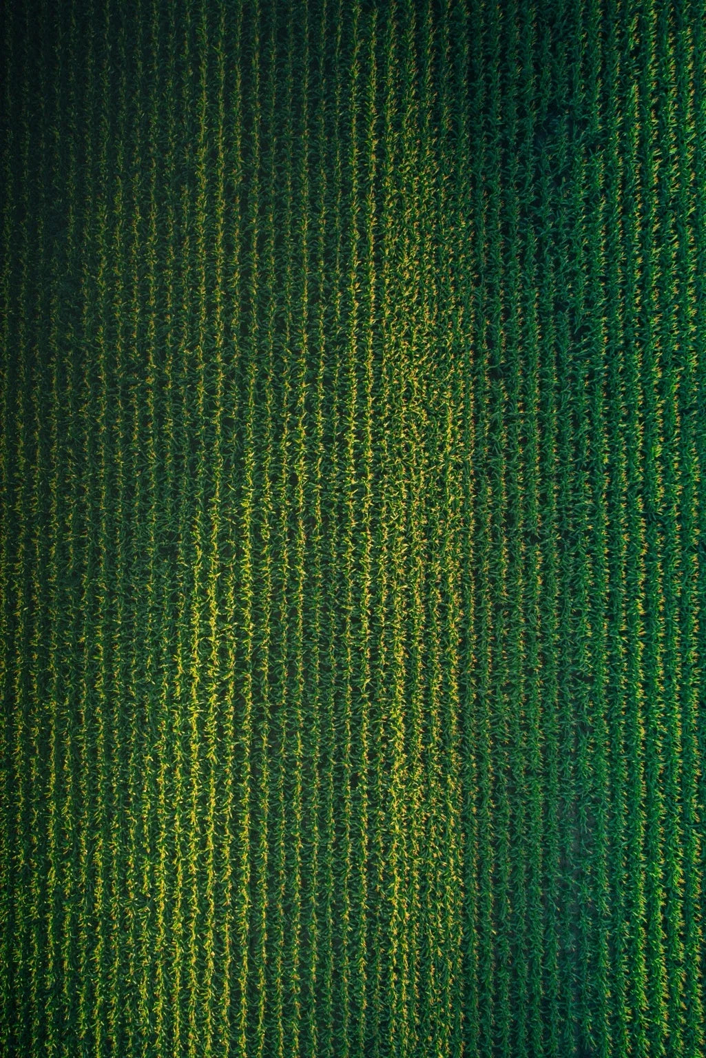 Rows of coffee plants seen from above